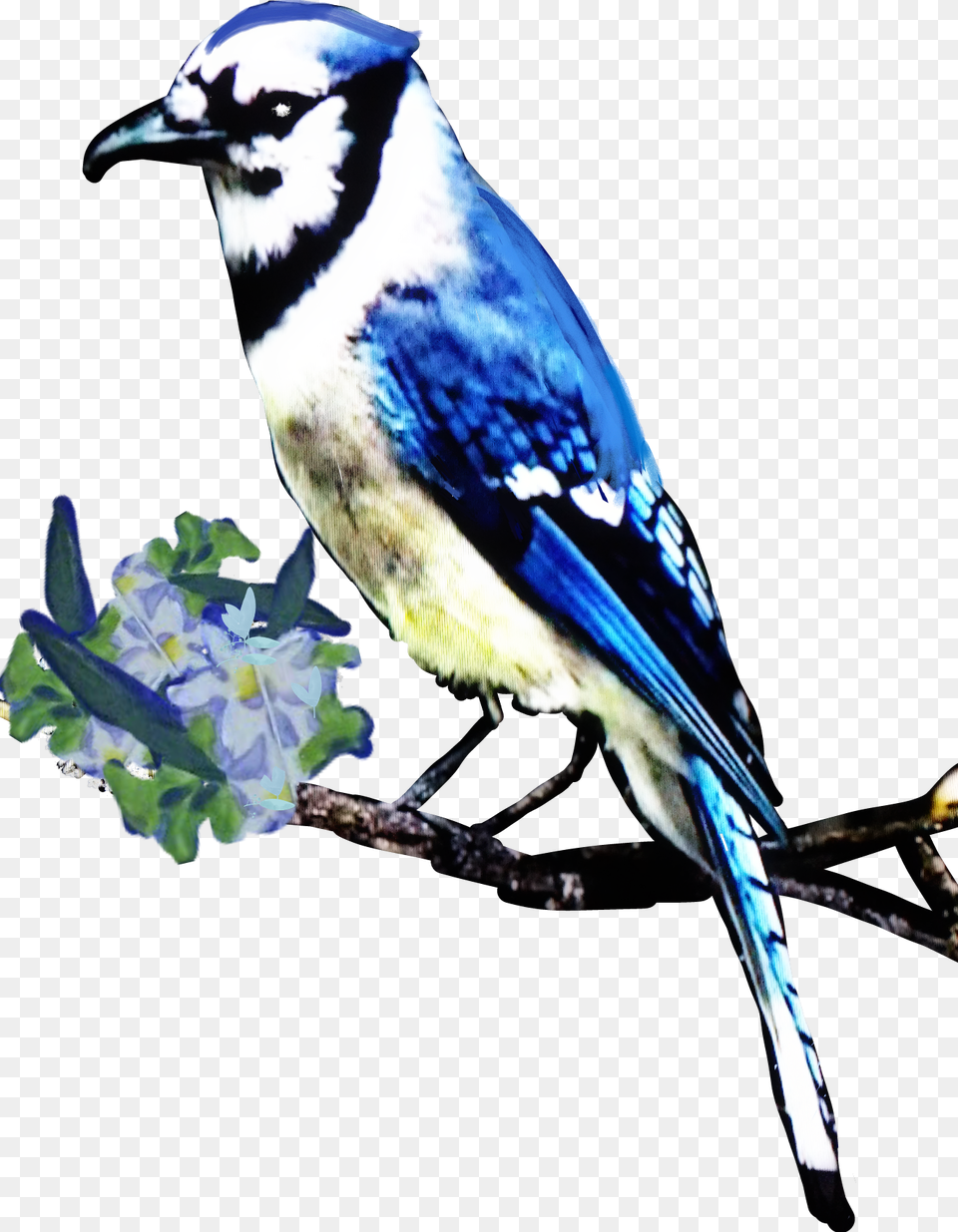 Bluejay Jay Bird Animals Nature Elvirajones Clownsinner, Animal, Blue Jay, Bluebird Png Image
