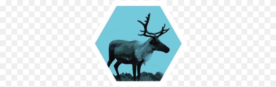 Blueprint Caribouimage Blueprint, Animal, Deer, Elk, Mammal Png Image