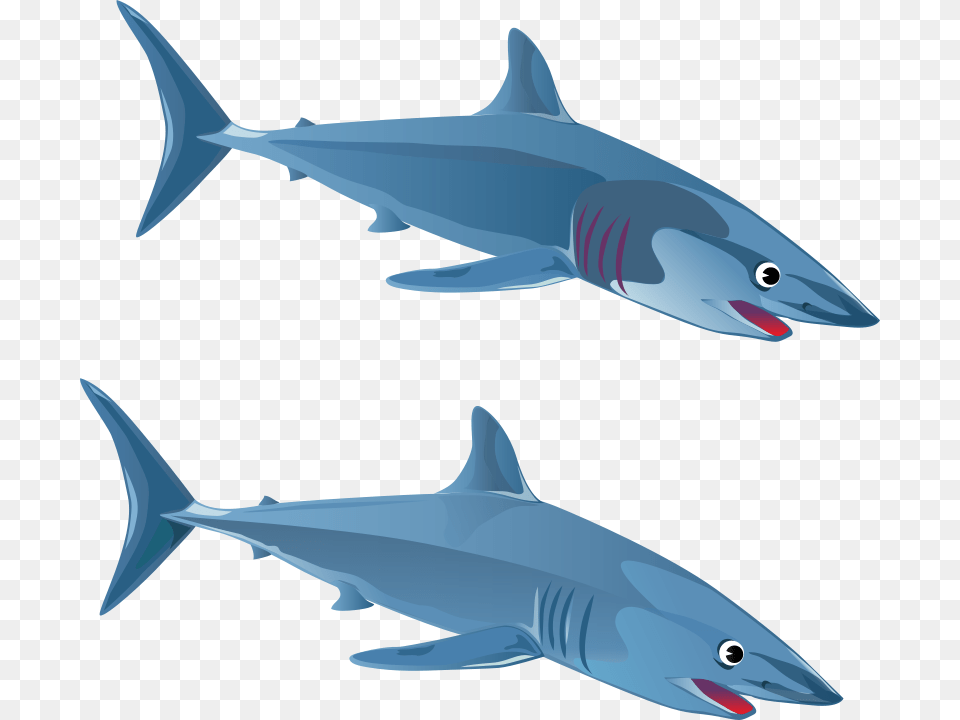 Blueshark, Animal, Fish, Sea Life, Shark Free Transparent Png