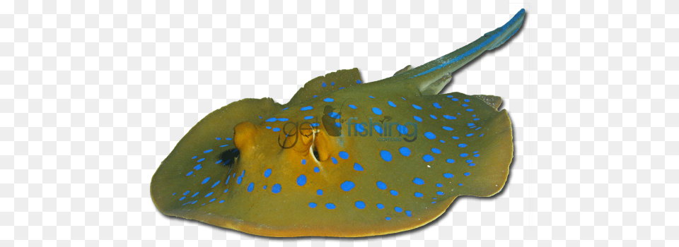 Bluespotted Fantail Ray Get Fishing, Animal, Fish, Sea Life, Stingray Free Png