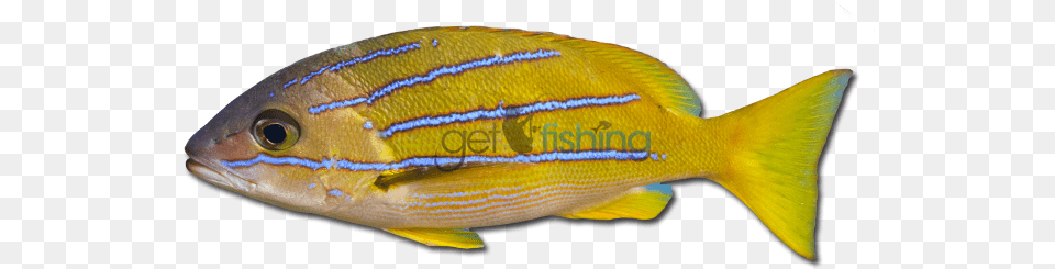 Bluestriped Snapper Common Blue Striped Snapper, Animal, Fish, Sea Life, Surgeonfish Free Png Download