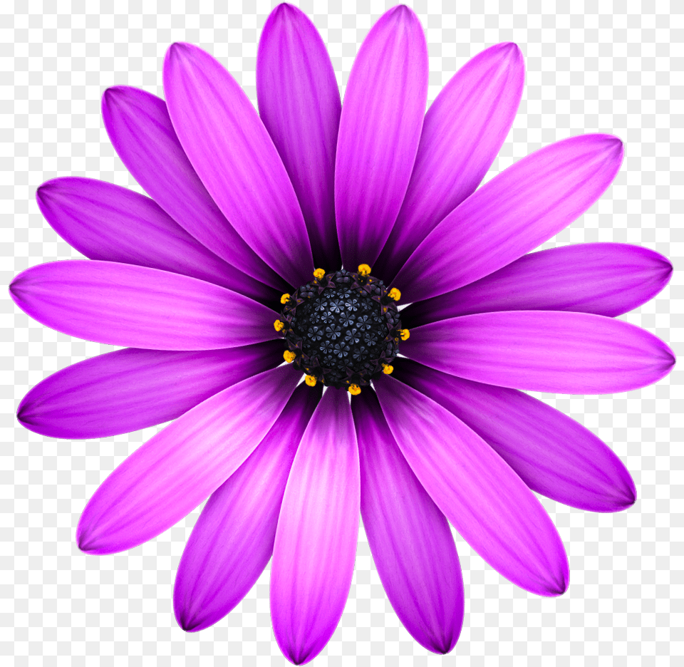 Blume Von Oben, Dahlia, Daisy, Flower, Petal Png