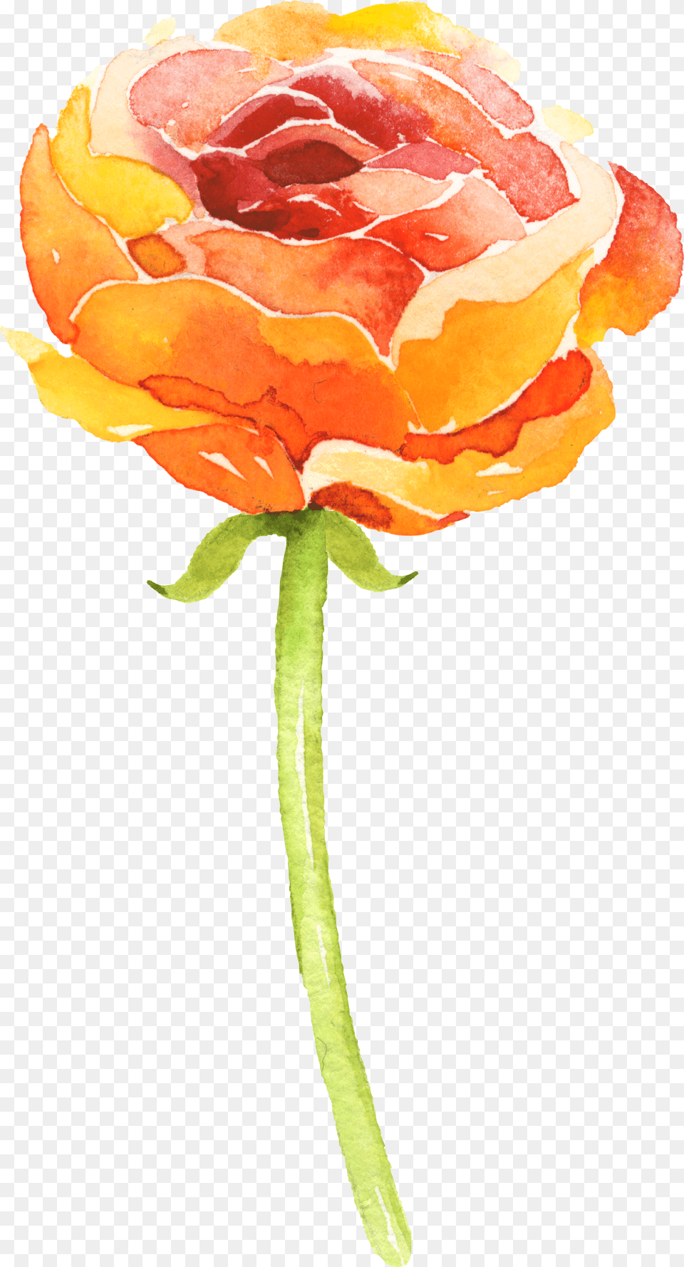 Blumen Malen Flower Orange Watercolour, Plant, Rose, Petal, Art Free Png