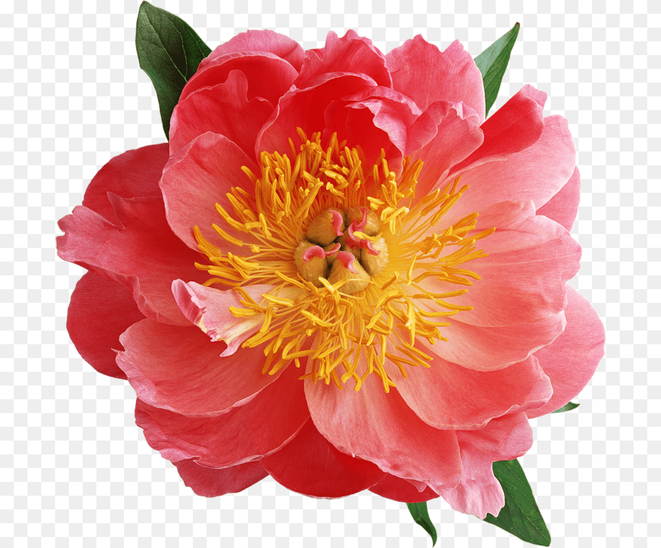 Blumen Rose Peony Old Rose Tattoo Rose Tattoos, Flower, Plant, Dahlia, Petal Png Image