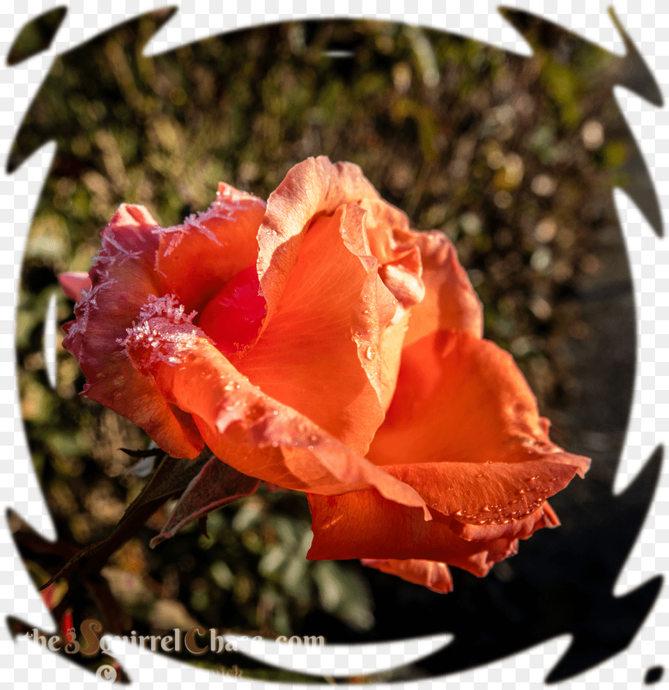 Blur Effect Transparent, Flower, Geranium, Petal, Plant Free Png