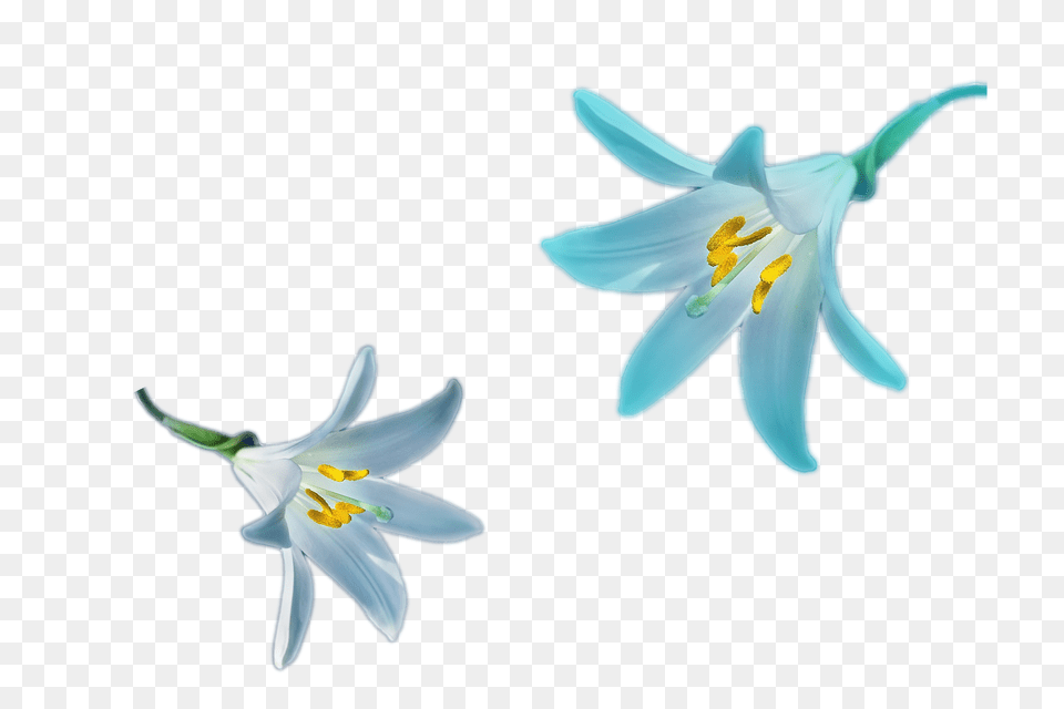 Blur Lily Flower Blur Color Nature Cool For Your, Anther, Plant Png
