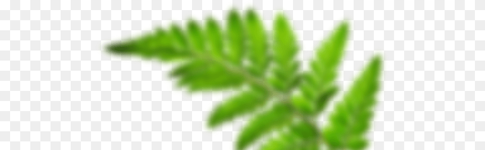 Blurred Image Of A Leaf Frond Leaf, Fern, Plant Free Png