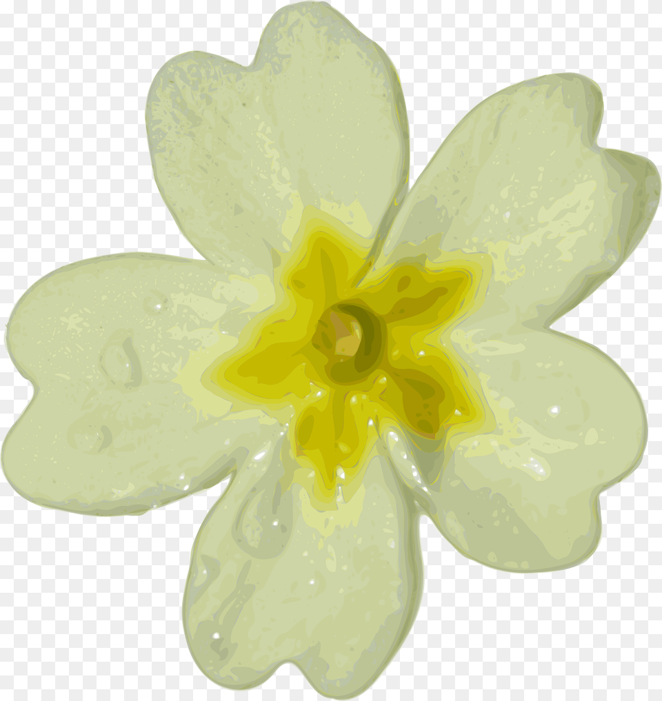 Blurred White Flower Clipart Primrose, Anther, Daffodil, Plant, Petal Free Transparent Png