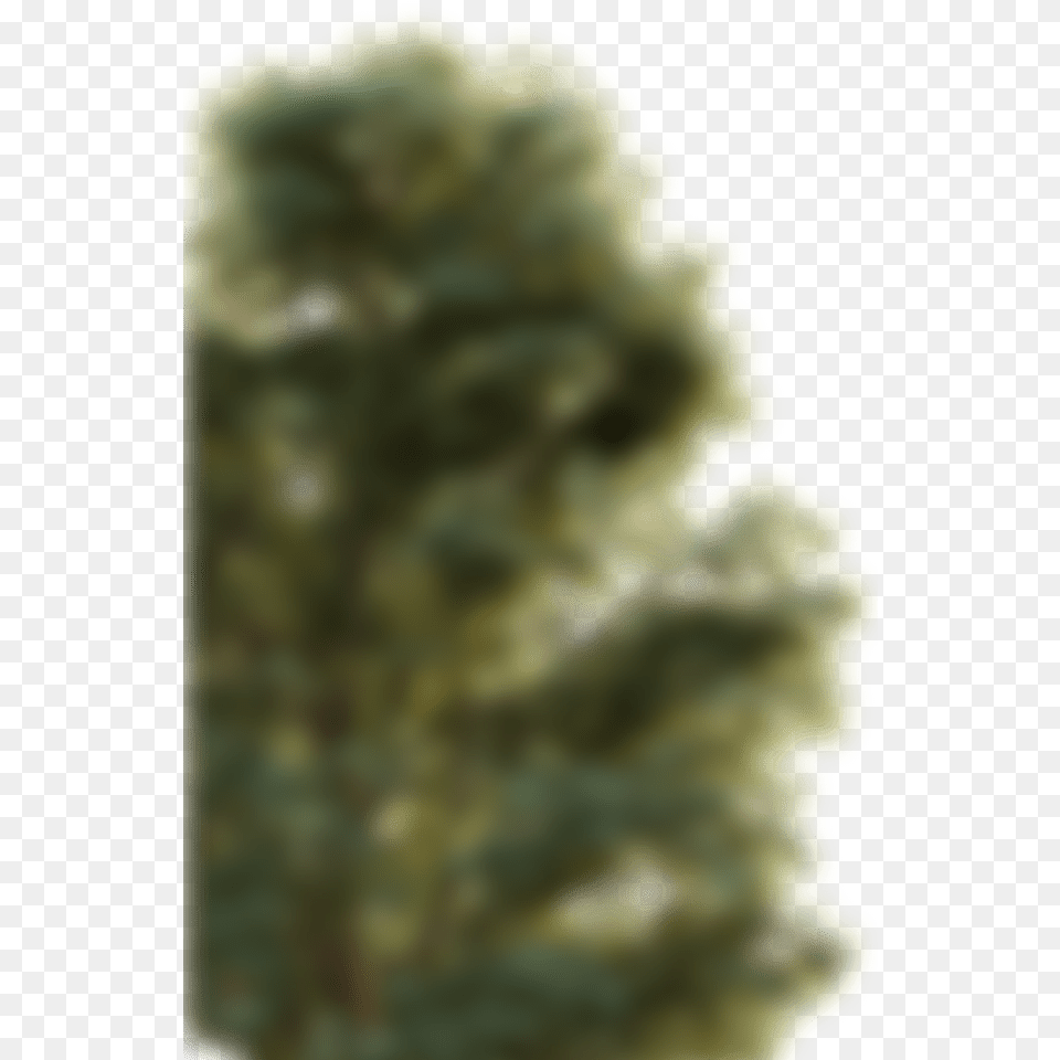 Blurry Trees Macro Photography, Plant, Tree, Fir, Vegetation Free Png Download