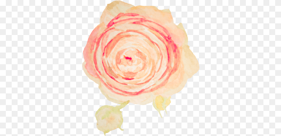 Blush Pink Flower Watercolor Transparent Full Size Garden Roses, Petal, Plant, Rose Free Png Download
