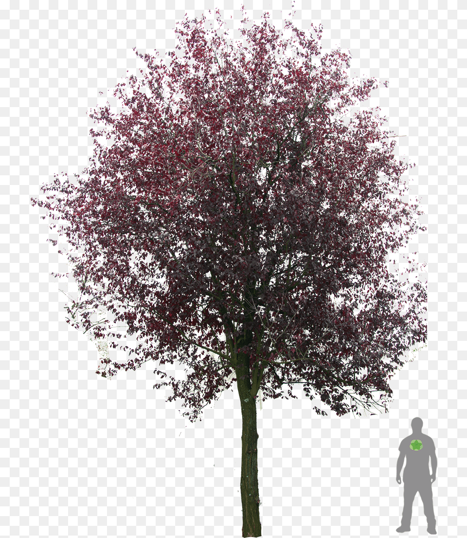 Blutpflaume Photoshop Prunus Cerasifera Nigra, Plant, Purple, Tree, Flower Free Transparent Png