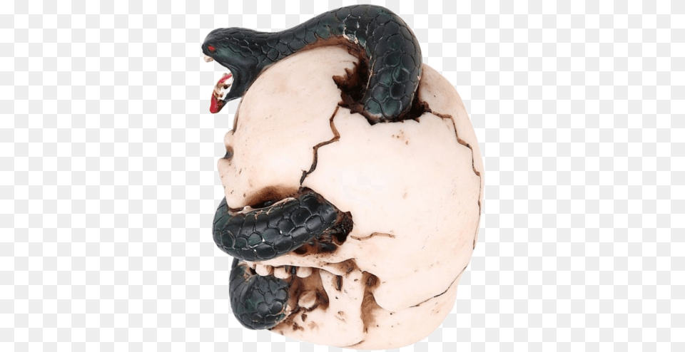 Boa Constrictor, Electronics, Hardware, Animal, Reptile Png