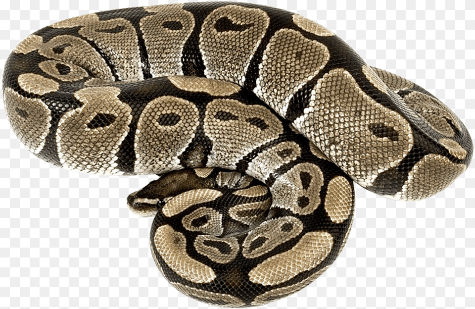 Boa Constrictor, Animal, Reptile, Snake Free Transparent Png