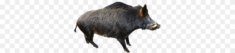 Boar, Animal, Hog, Mammal, Pig Png Image