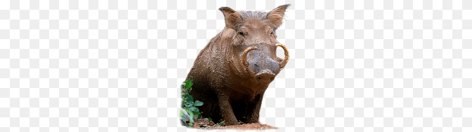 Boar, Animal, Hog, Mammal, Pig Free Transparent Png