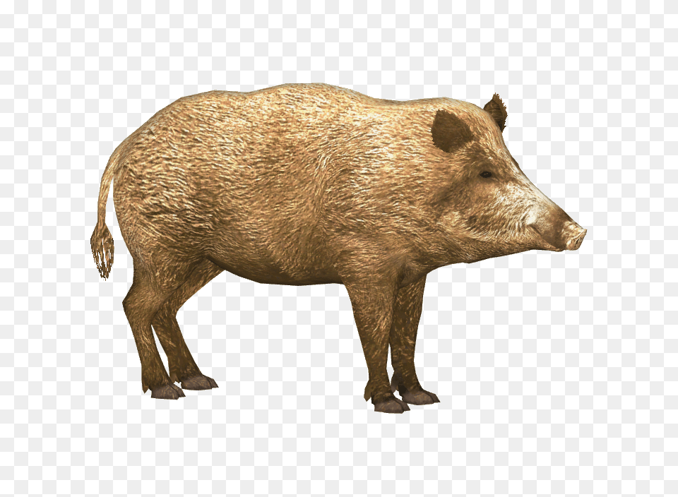 Boar, Animal, Hog, Mammal, Pig Free Png Download