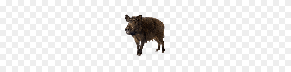 Boar, Animal, Hog, Mammal, Pig Png Image