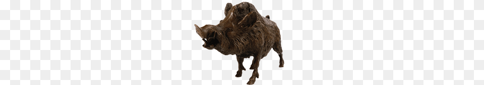 Boar, Animal, Hog, Mammal, Pig Free Transparent Png