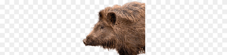 Boar, Animal, Hog, Mammal, Pig Free Png