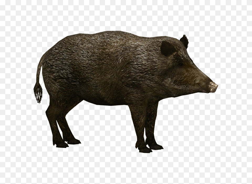 Boar, Animal, Hog, Mammal, Pig Free Transparent Png