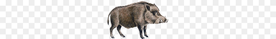 Boar, Animal, Hog, Mammal, Pig Free Transparent Png