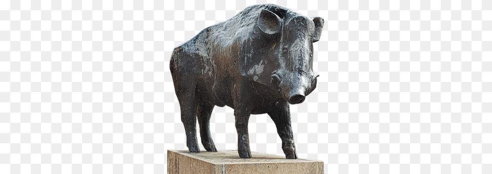 Boar Animal, Mammal, Pig, Hog Png Image