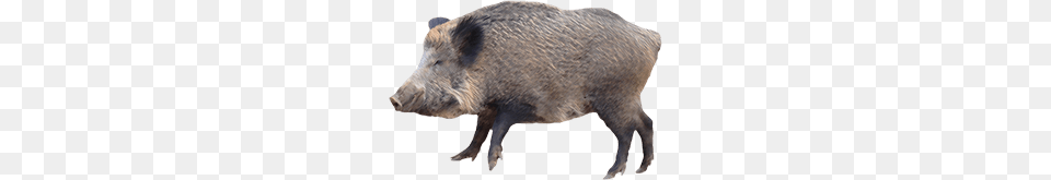 Boar, Animal, Hog, Mammal, Pig Free Png