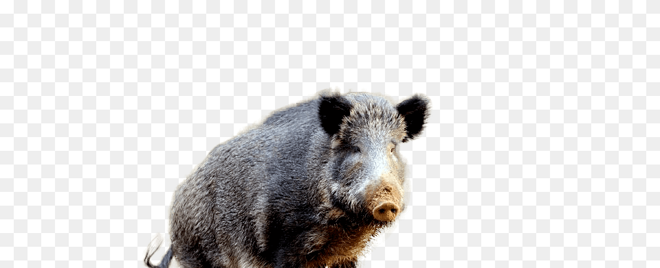 Boar, Animal, Bear, Hog, Mammal Png