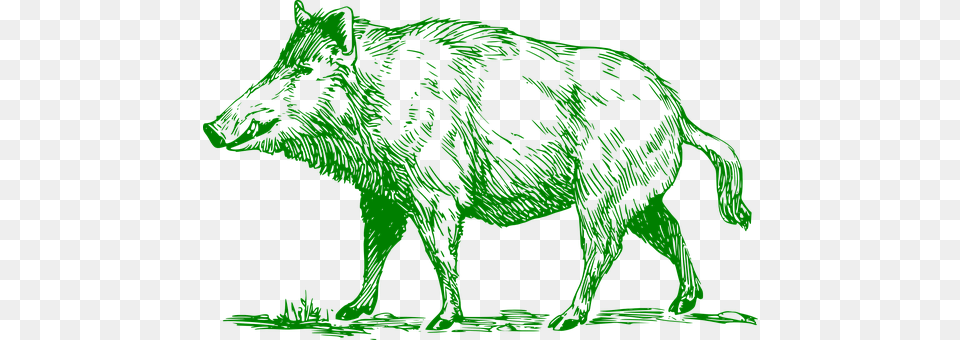 Boar Animal, Mammal, Pig, Hog Png Image