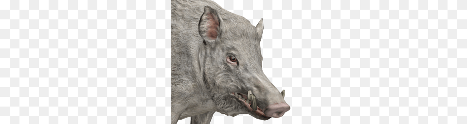 Boar, Animal, Hog, Mammal, Pig Free Png