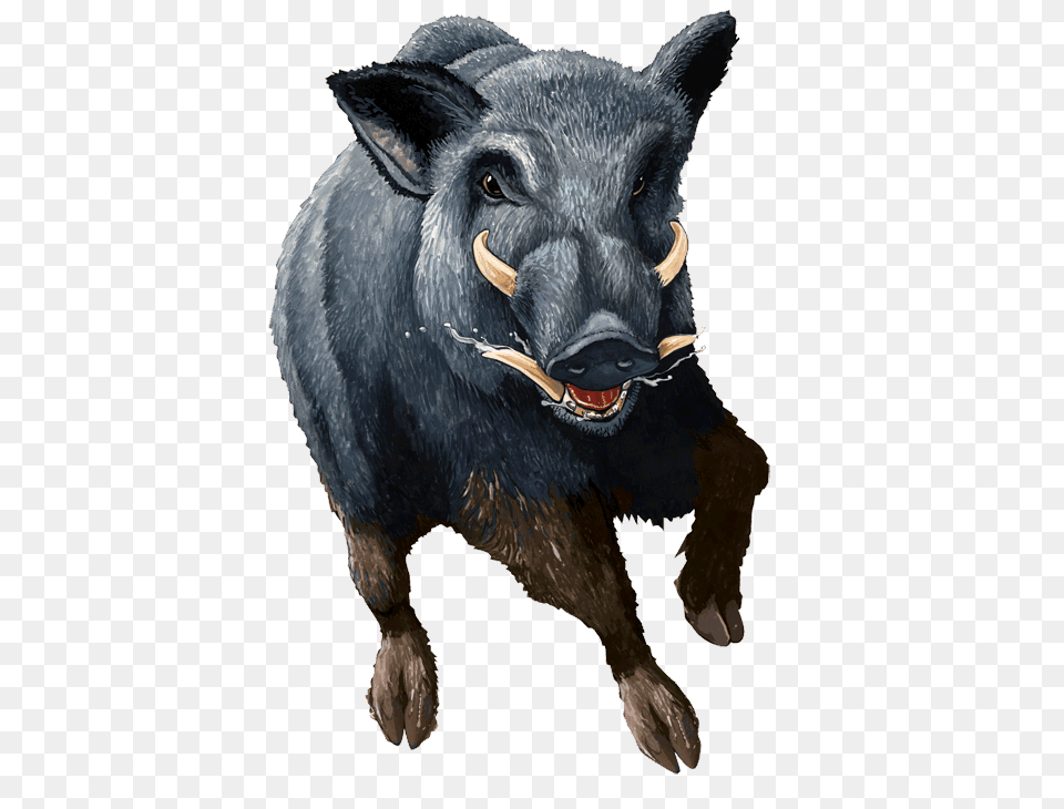 Boar, Animal, Hog, Mammal, Pig Free Png Download