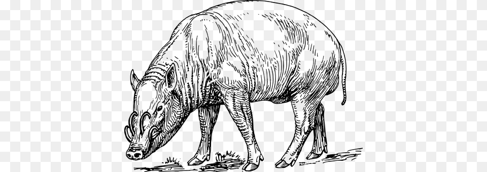 Boar Gray Free Transparent Png