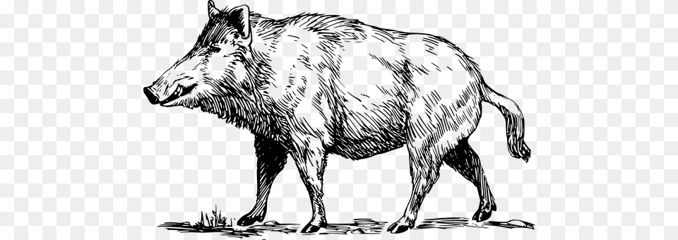 Boar Gray Free Png