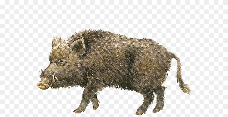 Boar, Animal, Hog, Mammal, Pig Free Png Download