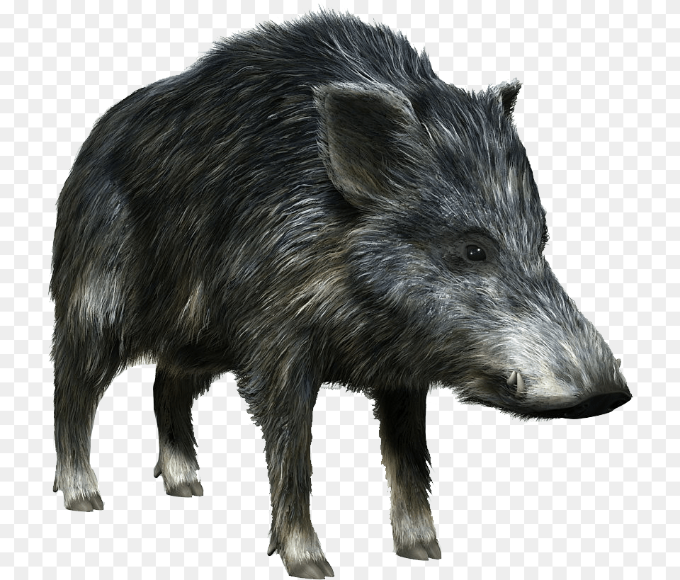 Boar, Animal, Hog, Mammal, Pig Png