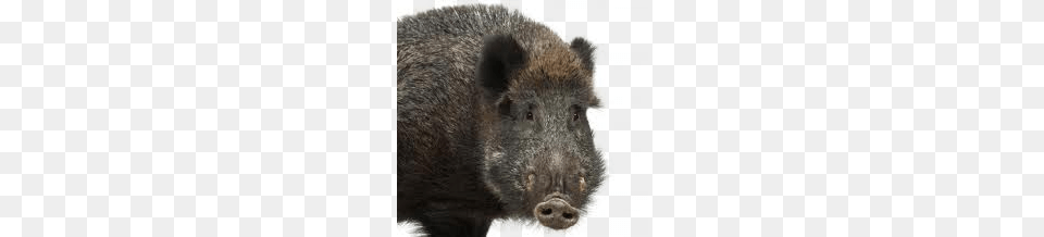 Boar, Animal, Hog, Mammal, Pig Png Image