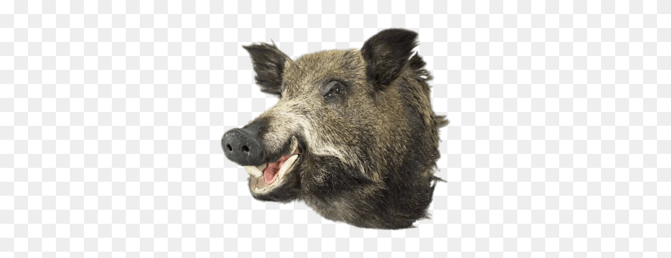 Boar Head, Animal, Hog, Mammal, Pig Png