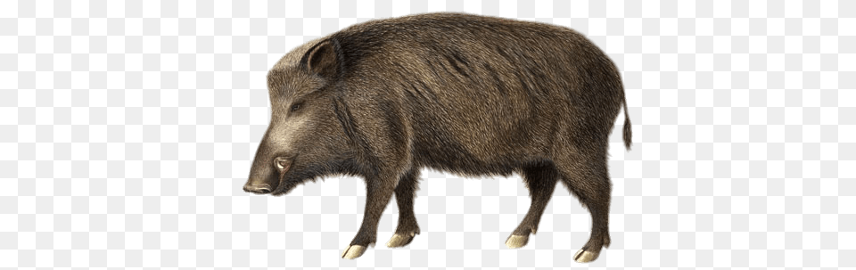 Boar Illustration, Animal, Hog, Mammal, Pig Png Image