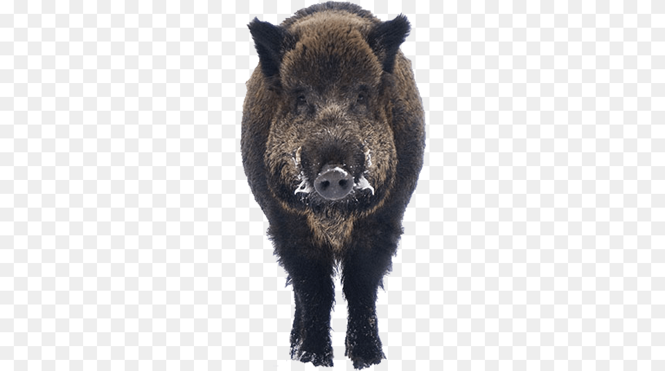 Boar Wild Boar, Animal, Hog, Mammal, Pig Png Image
