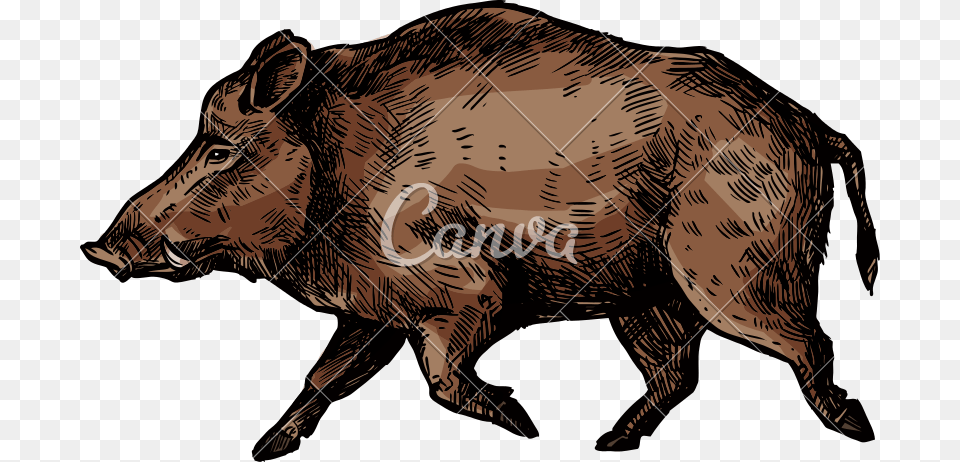 Boar Pig Or Hog Wild Animal, Wildlife, Mammal, Face, Head Free Png