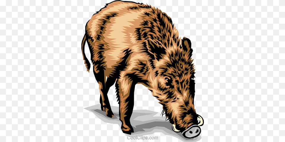 Boar Royalty Vector Clip Art Illustration, Animal, Hog, Mammal, Pig Free Png Download