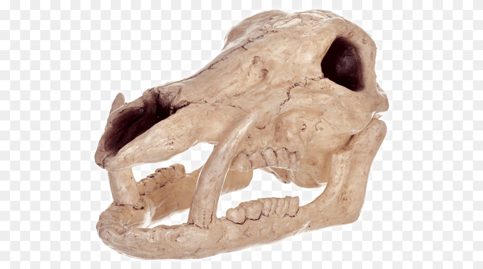 Boar Skull, Fungus, Plant Free Png