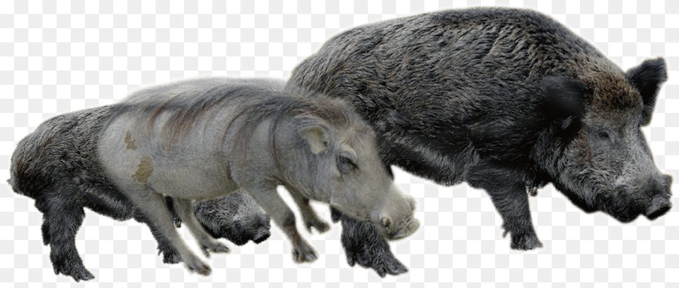 Boar Transparent Images, Animal, Hog, Mammal, Pig Free Png Download