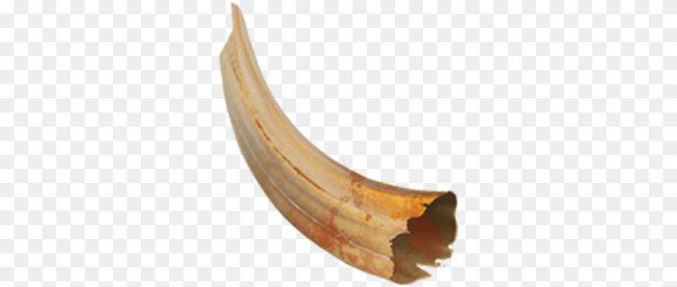 Boar Tusk Solid, Banana, Food, Fruit, Plant Free Transparent Png