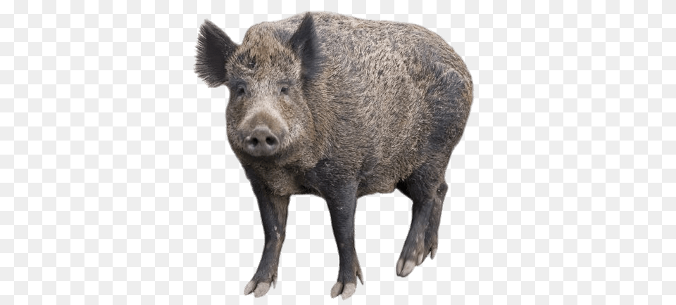 Boar With Head Turned Forward, Animal, Hog, Mammal, Pig Free Transparent Png