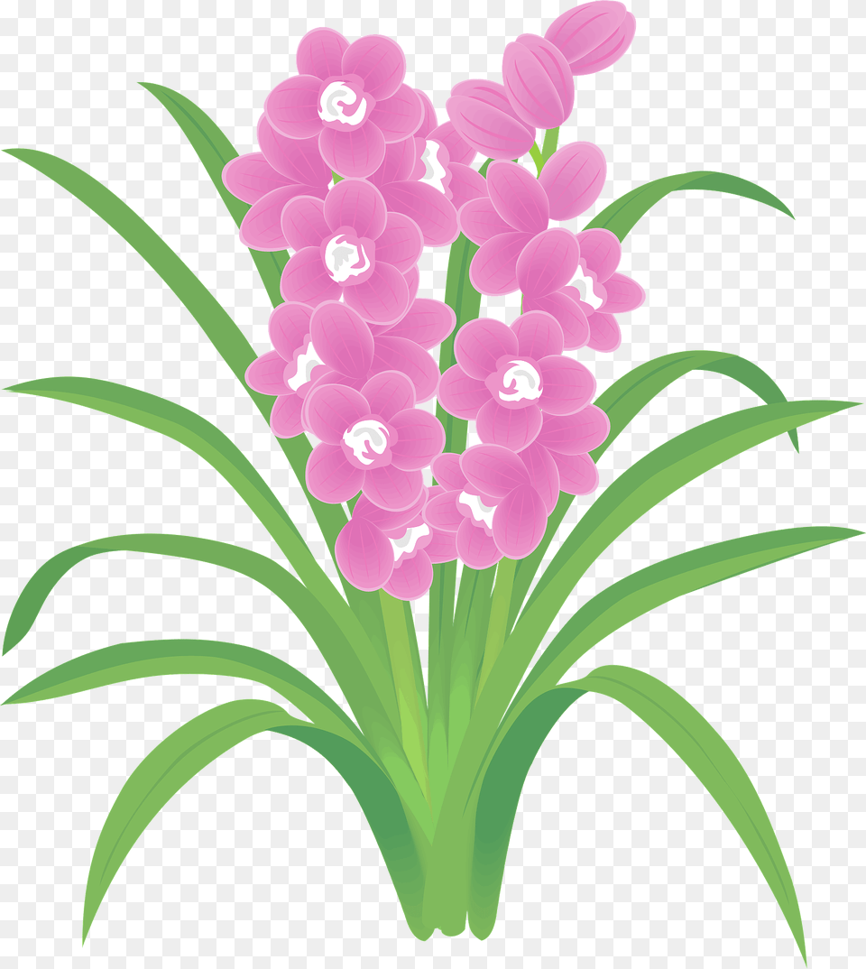 Boat Orchids Flower Clipart, Plant, Orchid, Art, Floral Design Free Png Download