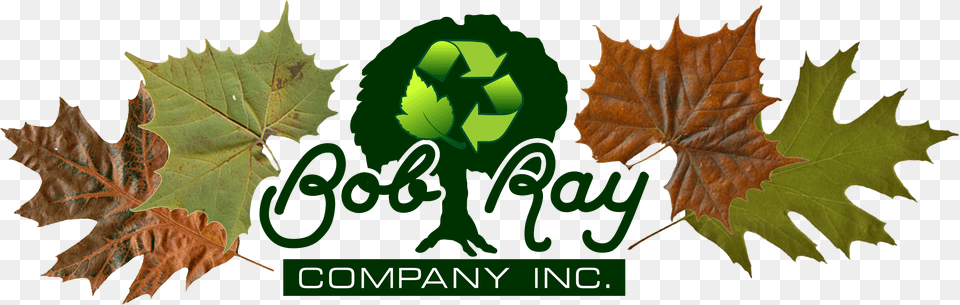 Bob Ray Co Truck Tree Oak Leaf, Plant, Green, Vegetation Png Image