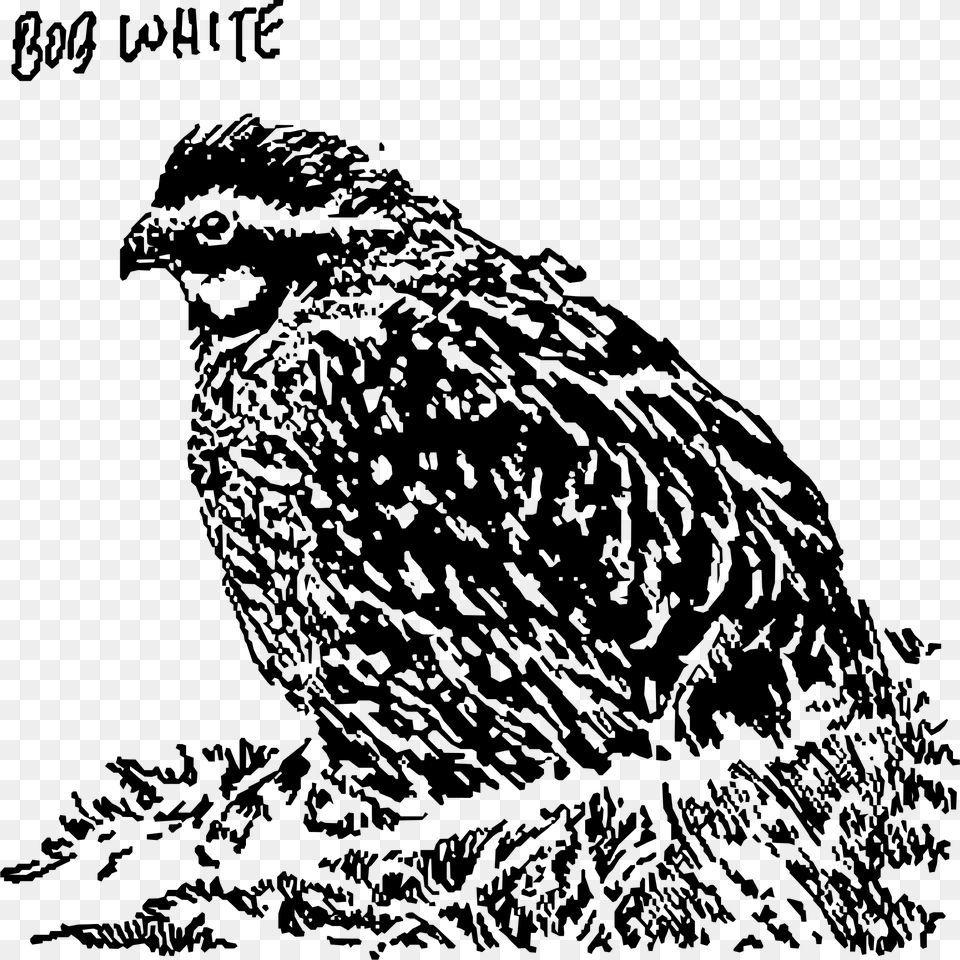 Bob White Clip Arts Owl, Gray Free Png Download