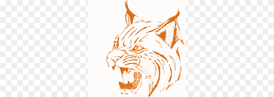 Bobcat Animal, Lynx, Mammal, Wildlife Free Transparent Png