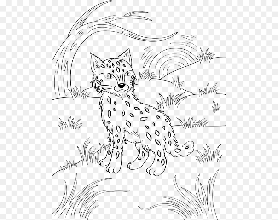 Bobcat Coloring Pages, Nature, Night, Outdoors, Lighting Png